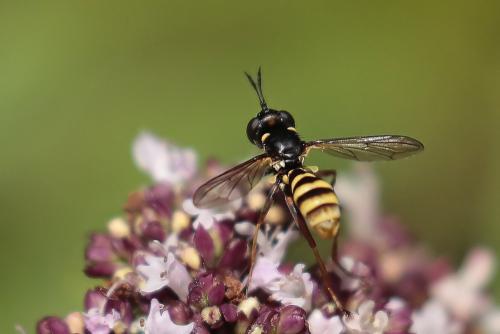 Réf. 326 750 : Conops quadrifasciatus